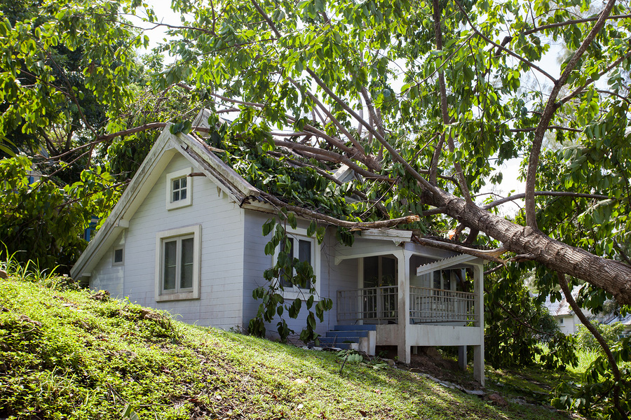 Who is responsible if your tree falls onto your neighbor’s house?
